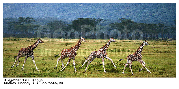 Giraffa cameleopardalis, ������, �����, ������������ ���� �������, �������, ������������ ����, �������������, �����, �����, XYZ, ���������, Giraffidae, Giraffa camelopardalis