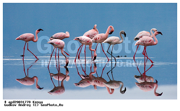 Phoeniconaias minor, �����, ������, ������������ ���� ������, ��������, �������� �����, ���������� �����, �����, �����, XYZ, �����������, Phoenicopteridae, ����� ��������, Phoeniconaias minor, Phoenicopterus minor