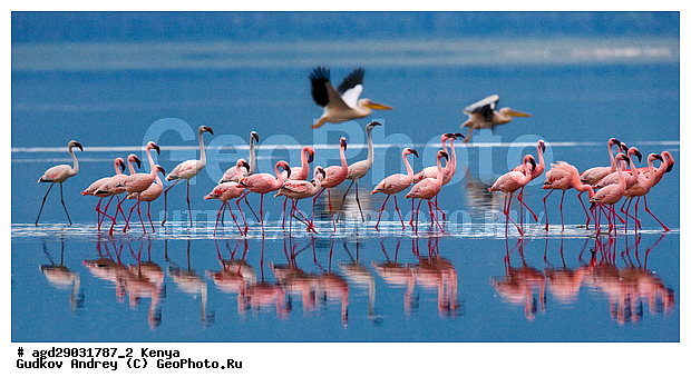 Phoeniconaias minor, �����, ������, ������������ ���� ������, ��������, �������� �����, ���������� �����, �����, �����, XYZ, �����������, Phoenicopteridae, ����� ��������, Phoeniconaias minor, Phoenicopterus minor