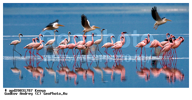 Phoeniconaias minor, �����, ������, ������������ ���� ������, ��������, �������� �����, ���������� �����, �����, �����, XYZ, �����������, Phoenicopteridae, ����� ��������, Phoeniconaias minor, Phoenicopterus minor