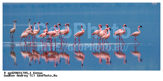 Phoeniconaias minor, �����, ������, ������������ ���� ������, ��������, �������� �����, ���������� �����, �����, �����, XYZ, �����������, Phoenicopteridae, ����� ��������, Phoeniconaias minor, Phoenicopterus minor