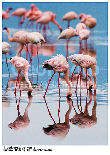 Phoeniconaias minor, �����, ������, ������������ ���� ������, ��������, �������� �����, ���������� �����, �����, �����, XYZ, �����������, Phoenicopteridae, ����� ��������, Phoeniconaias minor, Phoenicopterus minor