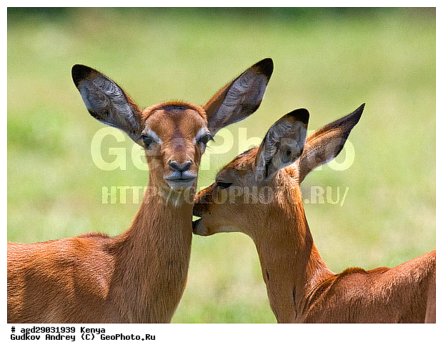 Aepyceros Melampus, �������� ������, �����, ��������, ������, ����, ������������ ���� �������, ����, �������, ���������, ������������ ���������� �������, �����, ��������, ��������, �������������, �������������, �����, �����, XYZ, ���������, Bovidae, ������, ���������� ��������, Aepyceros melampus, Antilope melampus