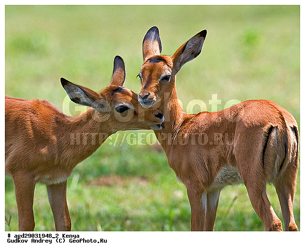 Aepyceros Melampus, �������� ������, �����, ��������, ������, ����, ������������ ���� �������, ����, �������, ���������, ������������ ���������� �������, �����, ��������, ��������, �������������, �������������, �����, �����, XYZ, ���������, Bovidae, ������, ���������� ��������, Aepyceros melampus, Antilope melampus