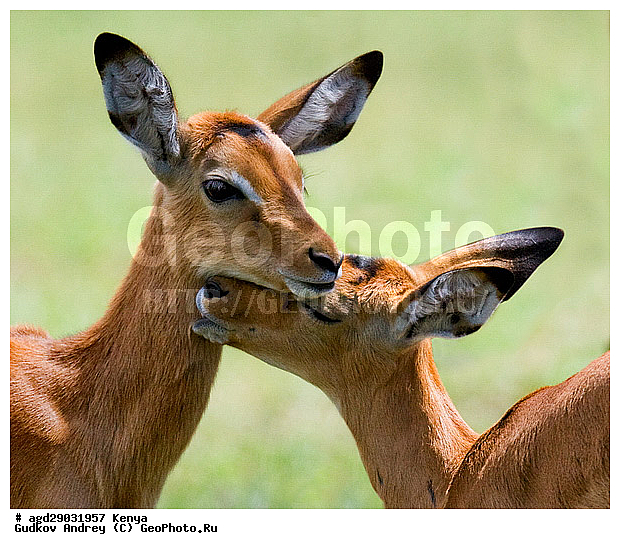 Aepyceros Melampus, �������� ������, �����, ��������, ������, ����, ������������ ���� �������, ����, �������, ���������, ������������ ���������� �������, �����, ��������, ��������, �������������, �������������, �����, �����, XYZ, ���������, Bovidae, ������, ���������� ��������, Aepyceros melampus, Antilope melampus