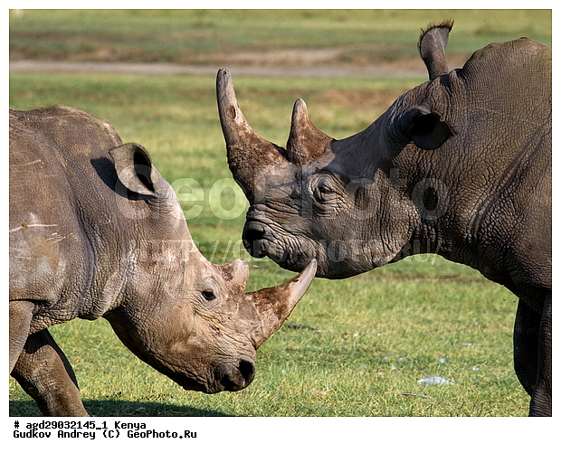 Ceratotherium simum, �����, ������, ������������ ���� ������, ����, ������, ����, ����, ���������, ����� �������, XYZ, wqw, �����������, Rhinocerotidae, ��������, ��������, �������������, �������������, �����, �����