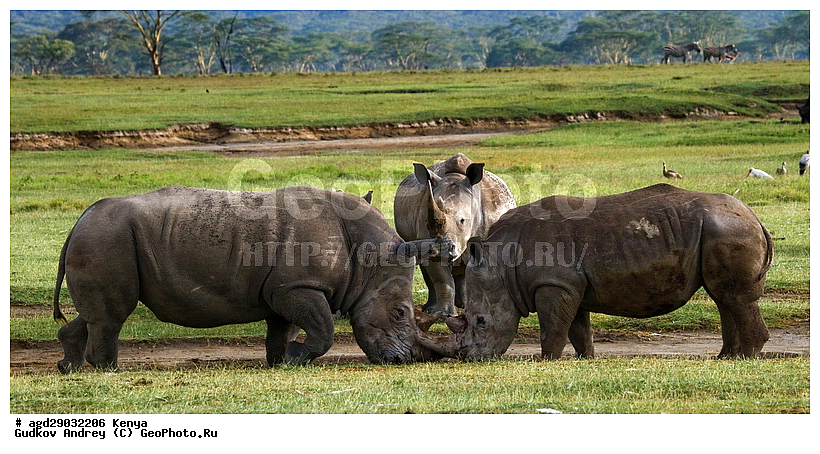 Ceratotherium simum, �����, ������, ������������ ���� ������, ����� �������, XYZ, wqw, �����������, Rhinocerotidae, ��������, ��������, �������������, �������������, �����, �����