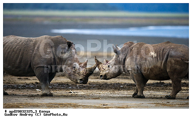 Ceratotherium simum, �����, ������, ������������ ���� ������, ����, �����, ������, ����, �����, ����, ���������, ����� �������, XYZ, wqw, �����������, Rhinocerotidae, ��������, ��������, �������������, �������������, �����, �����