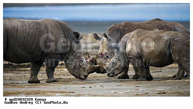 Ceratotherium simum, �����, ������, ������������ ���� ������, ����� �������, XYZ, wqw, �����������, Rhinocerotidae, ��������, ��������, �������������, �������������, �����, �����
