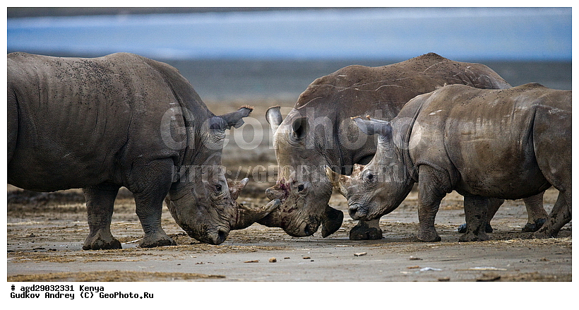 Ceratotherium simum, �����, ������, ������������ ���� ������, ����� �������, XYZ, wqw, �����������, Rhinocerotidae, ��������, ��������, �������������, �������������, �����, �����