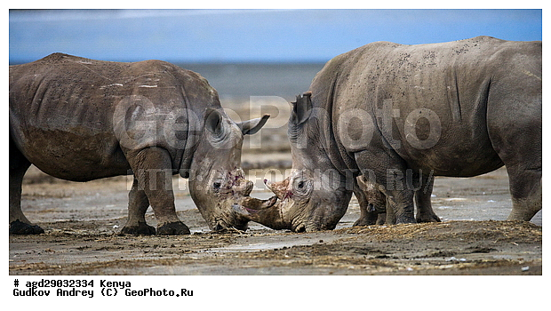 Ceratotherium simum, �����, ������, ������������ ���� ������, ����, �����, �����, ����� �������, XYZ, wqw, �����������, Rhinocerotidae, ��������, ��������, �������������, �������������, �����, �����