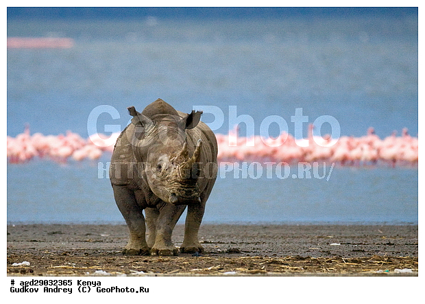 Ceratotherium simum, �����, ������, ������������ ���� ������, �����, ����� �������, XYZ, wqw, �����������, Rhinocerotidae, �����, ��������, ��������, �������������, �������������, �����, �����