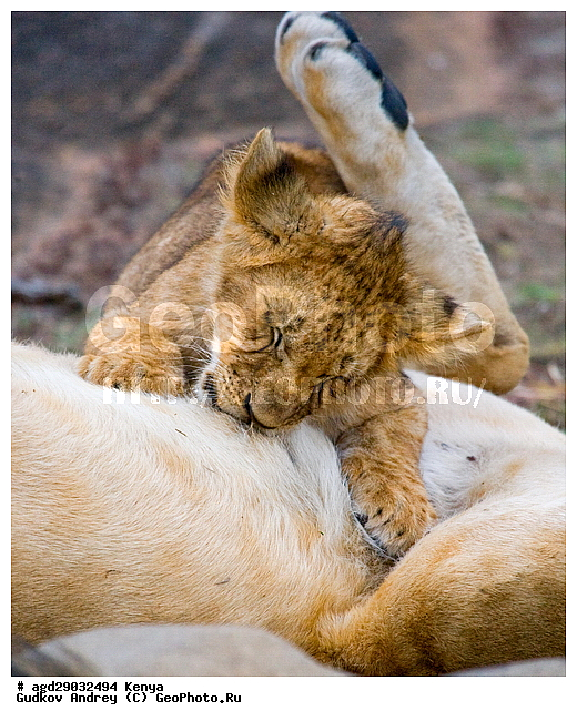 Panthera leo, �����, ����� ����, �������, ������, ������������ ���� ����� ����, �����, �������������, �����, �����, XYZ, �������, Felidae, ���, Panthera leo