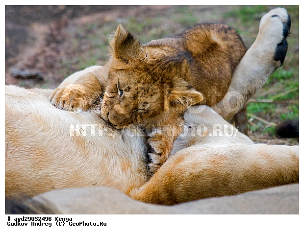 Panthera leo, �����, ����� ����, �������, ������, ������������ ���� ����� ����, �����, �������������, �����, �����, XYZ, �������, Felidae, ���, Panthera leo