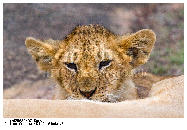 Panthera leo, �����, ����� ����, �������, ������, ������������ ���� ����� ����, �����, �������������, �����, �����, XYZ, �������, Felidae, ���, Panthera leo