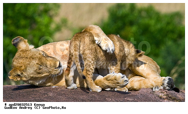 Panthera leo, �����, ����� ����, �������, ������, ������������ ���� ����� ����, �����, �������������, �����, �����, XYZ, �������, Felidae, ���, Panthera leo