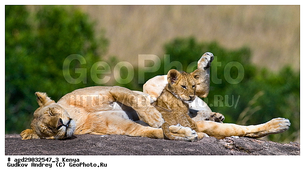 Panthera leo, �����, ����� ����, �������, ������, ������������ ���� ����� ����, �����, �������������, �����, �����, XYZ, �������, Felidae, ���, Panthera leo