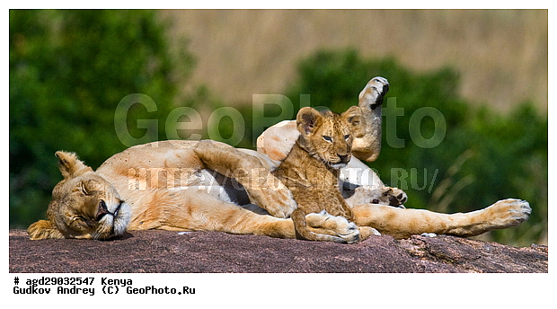 Panthera leo, �����, ����� ����, �������, ������, ������������ ���� ����� ����, �����, �������������, �����, �����, XYZ, �������, Felidae, ���, Panthera leo