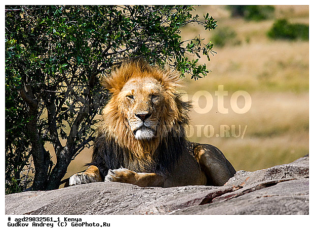 Panthera leo, �����, ���, ����� ����, ������������ ���� ����� ����, ������, �������������, �����, �����, XYZ, �������, Felidae, ���, Panthera leo