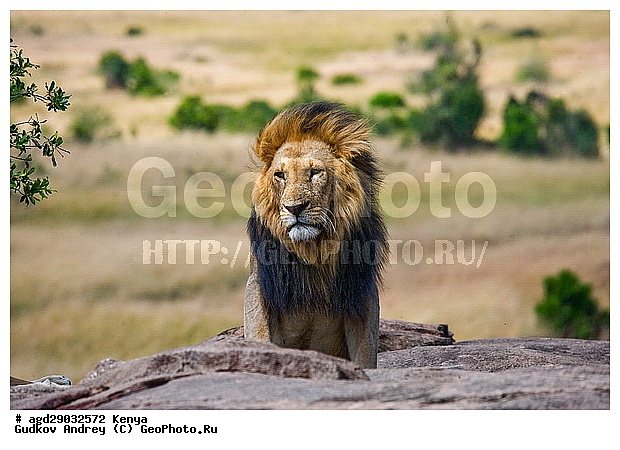 Panthera leo, �����, ���, ����� ����, ������������ ���� ����� ����, ������, �������������, �����, �����, XYZ, �������, Felidae, ���, Panthera leo
