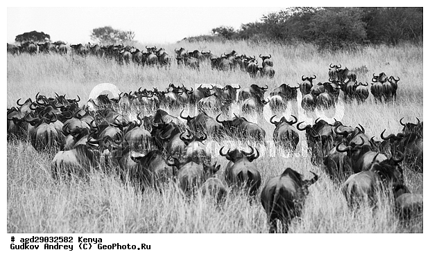 Connochaetes taurinus, �����, ����, ����� ����, ��������, ������������ ���� ����� ����, �������� ���, ����, ��������, ��������, �������������, �������������, �����, �����, XYZ, ���������, Bovidae, ������� ���, ��������� ���, Connochaetes taurinus