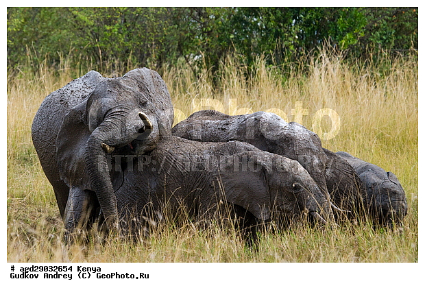 Loxodonta africana, �����, ����� ����, ������������ ���� ����� ����, ���������, �������, �����, �����, ��������, Elephantidae, ��������, ��������, �������������, �������������, �����, �����, XYZ, ��������, Proboscidea, �������� ����, Loxodonta africana, �����