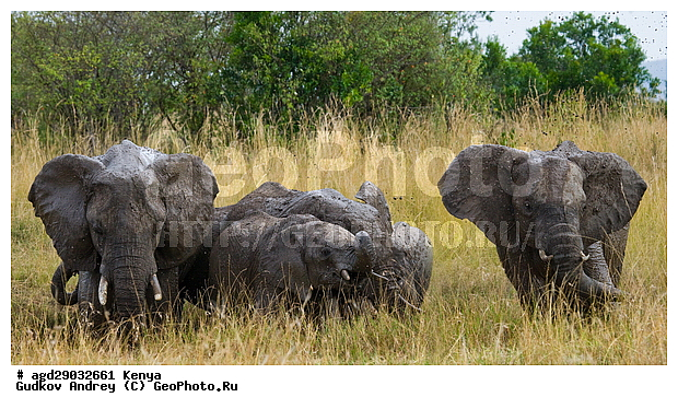 Loxodonta africana, �����, ����� ����, ������������ ���� ����� ����, ���������, �������, �����, �����, ��������, Elephantidae, ��������, ��������, �������������, �������������, �����, �����, XYZ, ��������, Proboscidea, �������� ����, Loxodonta africana, �����