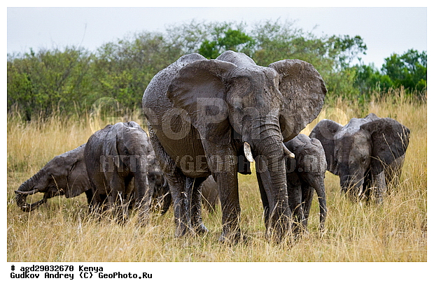 Loxodonta africana, �����, ����� ����, ������������ ���� ����� ����, ���������, �������, �����, �����, ��������, Elephantidae, ��������, ��������, �������������, �������������, �����, �����, XYZ, ��������, Proboscidea, �������� ����, Loxodonta africana, �����
