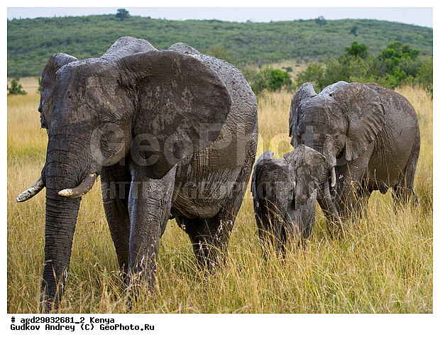 Loxodonta africana, �����, ����� ����, ������������ ���� ����� ����, ���������, �������, �������, �����, �����, �����, ��������, ��������, Elephantidae, ��������, ��������, �������������, �������������, �����, �����, XYZ, ��������, Proboscidea, �������� ����, Loxodonta africana, �����