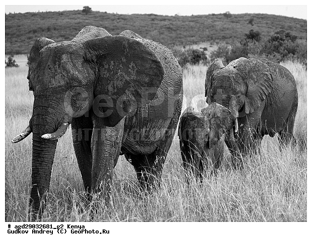 Loxodonta africana, �����, ����� ����, ������������ ���� ����� ����, ���������, �������, �������, �����, �����, �����, ��������, ��������, Elephantidae, ��������, ��������, �������������, �������������, �����, �����, XYZ, ��������, Proboscidea, �������� ����, Loxodonta africana, �����