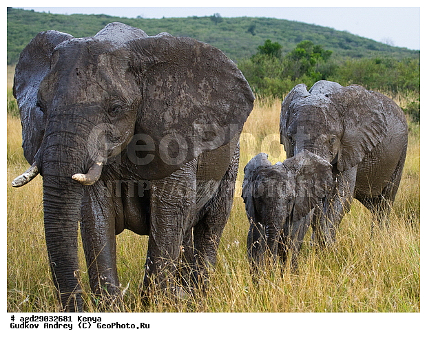 Loxodonta africana, �����, ����� ����, ������������ ���� ����� ����, ���������, �������, �������, �����, �����, �����, ��������, ��������, Elephantidae, ��������, ��������, �������������, �������������, �����, �����, XYZ, ��������, Proboscidea, �������� ����, Loxodonta africana, �����
