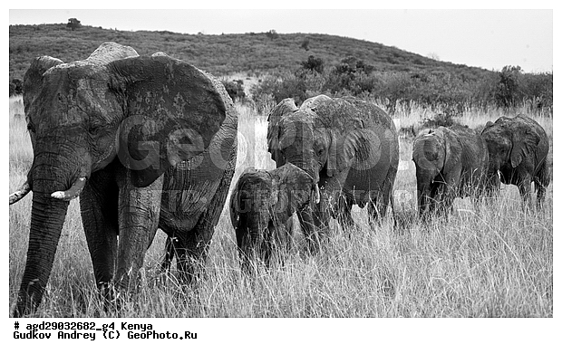 Loxodonta africana, �����, ����� ����, ������������ ���� ����� ����, ���������, �������, �������, �����, �����, �����, ��������, ��������, Elephantidae, ��������, ��������, �������������, �������������, �����, �����, XYZ, ��������, Proboscidea, �������� ����, Loxodonta africana, �����