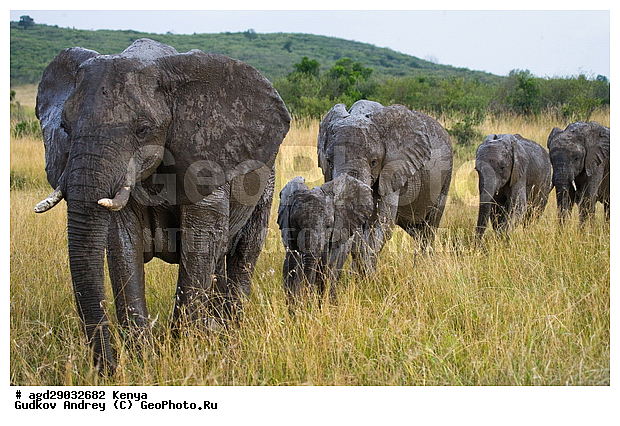 Loxodonta africana, �����, ����� ����, ������������ ���� ����� ����, ���������, �������, �������, �����, �����, �����, ��������, ��������, Elephantidae, ��������, ��������, �������������, �������������, �����, �����, XYZ, ��������, Proboscidea, �������� ����, Loxodonta africana, �����