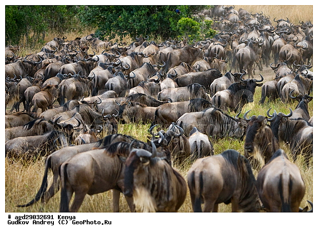 Connochaetes taurinus, �����, ����, ����� ����, ��������, ������������ ���� ����� ����, �������� ���, ����, ��������, ��������, �������������, �������������, �����, �����, XYZ, ���������, Bovidae, ������� ���, ��������� ���, Connochaetes taurinus