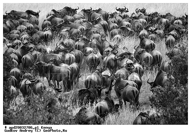 Connochaetes taurinus, �����, ����, ����� ����, ��������, ������������ ���� ����� ����, �������� ���, ����, ��������, ��������, �������������, �������������, �����, �����, XYZ, ���������, Bovidae, ������� ���, ��������� ���, Connochaetes taurinus