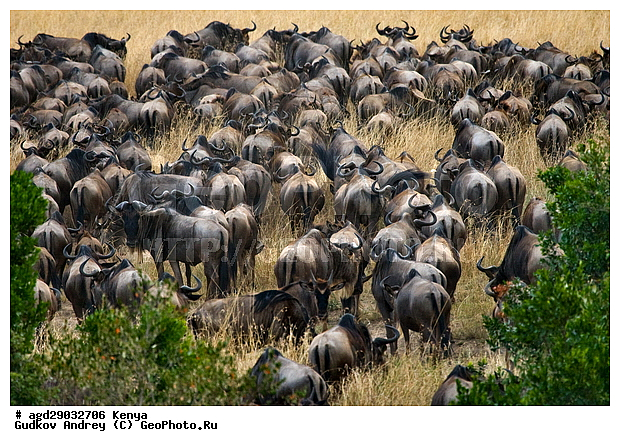 Connochaetes taurinus, �����, ����, ����� ����, ��������, ������������ ���� ����� ����, �������� ���, ����, ��������, ��������, �������������, �������������, �����, �����, XYZ, ���������, Bovidae, ������� ���, ��������� ���, Connochaetes taurinus