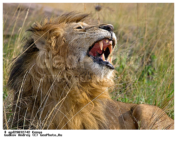 Panthera leo, �����, ���, ����� ����, ������������ ���� ����� ����, ������, �������������, �����, �����, XYZ, �������, Felidae, ���, Panthera leo