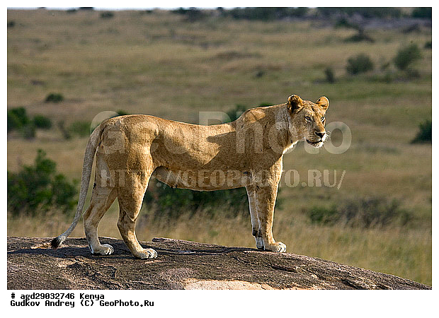 Panthera leo, �����, ���, ����� ����, �������, ������, ������������ ���� ����� ����, �����, �������������, �����, �����, XYZ, �������, Felidae, ���, Panthera leo