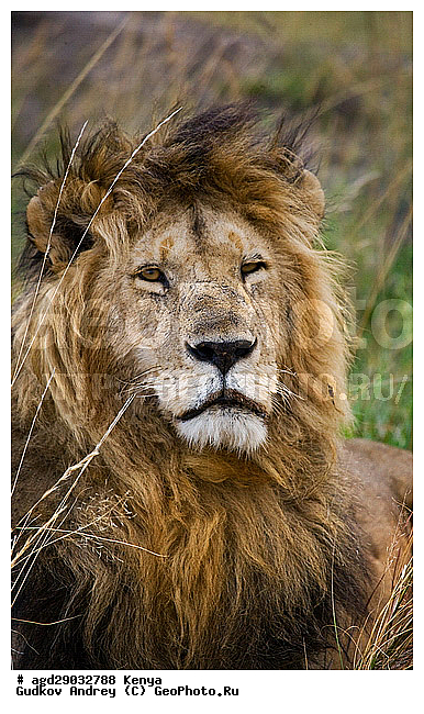 Panthera leo, �����, ���, ����� ����, ������������ ���� ����� ����, ������, �������������, �����, �����, XYZ, �������, Felidae, ���, Panthera leo