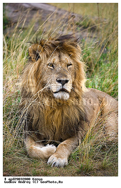 Panthera leo, �����, ���, ����� ����, ������������ ���� ����� ����, ������, �������������, �����, �����, XYZ, �������, Felidae, ���, Panthera leo