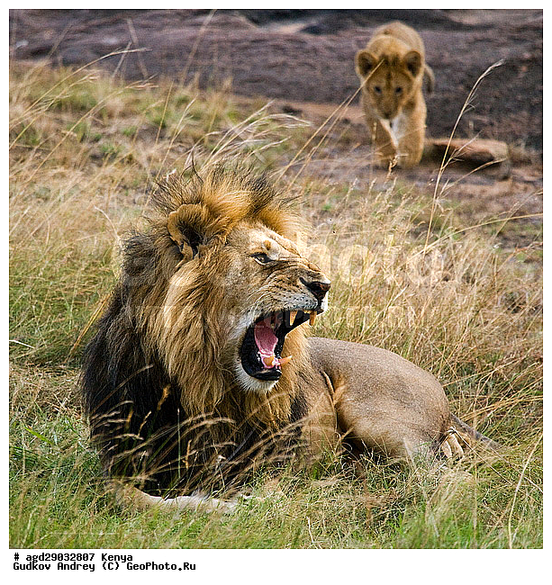 Panthera leo, �����, ���, ����� ����, �������, ������������ ���� ����� ����, �������������, �����, �����, XYZ, �������, Felidae, ���, Panthera leo