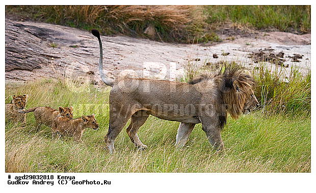 Panthera leo, �����, ���, ����� ����, �������, ������, ������������ ���� ����� ����, �����, �������������, �����, �����, XYZ, �������, Felidae, ���, Panthera leo