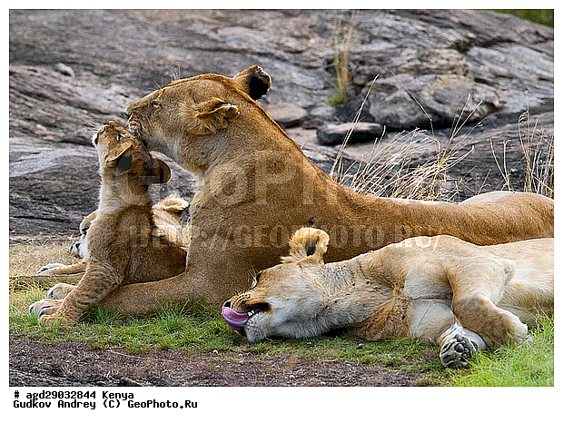 Panthera leo, �����, ���, ����� ����, �������, ������, ������������ ���� ����� ����, �����, �������������, �����, �����, XYZ, �������, Felidae, ���, Panthera leo