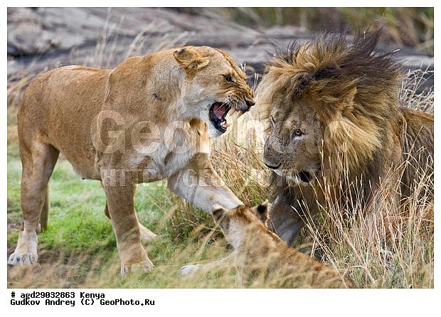 Panthera leo, �����, ����� ����, �����, ������, ����, ����, ������������ ���� ����� ����, ����, �����, ���������, �������������, �����, �����, XYZ, �������, Felidae, ���, Panthera leo