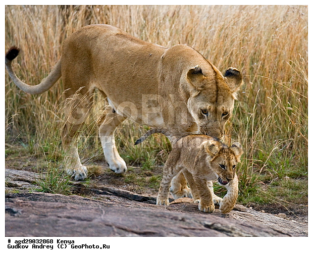 Panthera leo, �����, ����� ����, �������, ������, ������������ ���� ����� ����, �����, �������������, �����, �����, XYZ, �������, Felidae, ���, Panthera leo