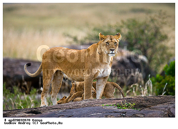 Panthera leo, �����, ���, ����� ����, �������, ������, ������������ ���� ����� ����, �����, �������������, �����, �����, XYZ, �������, Felidae, ���, Panthera leo