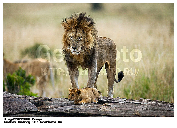 Panthera leo, �����, ���, ����� ����, �������, ������������ ���� ����� ����, �������������, �����, �����, XYZ, �������, Felidae, ���, Panthera leo