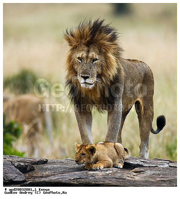 Panthera leo, �����, ���, ����� ����, �������, ������������ ���� ����� ����, �������������, �����, �����, XYZ, �������, Felidae, ���, Panthera leo