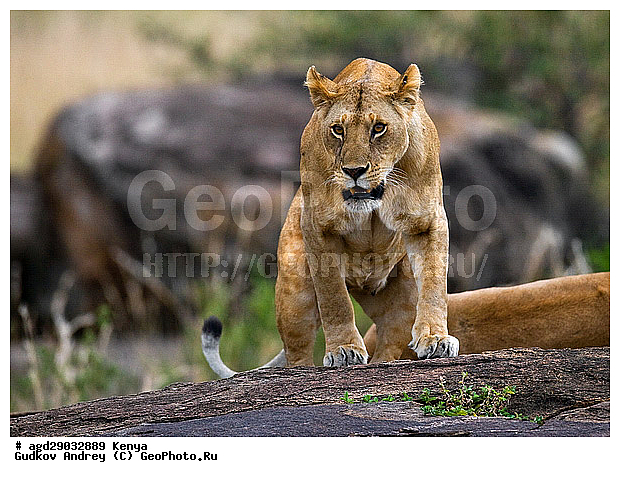 Panthera leo, �����, ���, ����� ����, �������, ������, ������������ ���� ����� ����, �����, �������������, �����, �����, XYZ, �������, Felidae, ���, Panthera leo