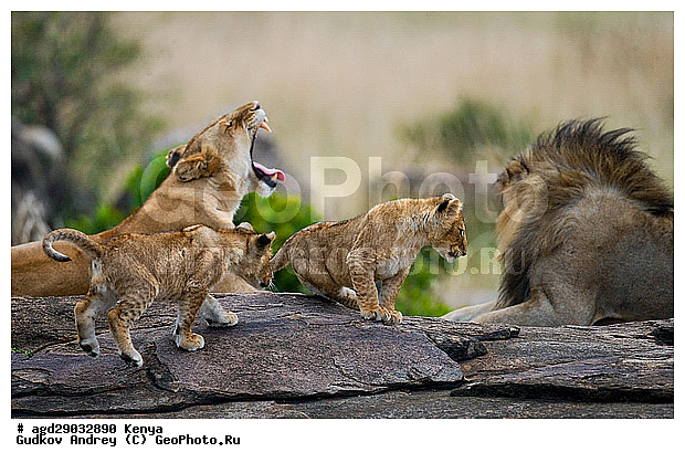 Panthera leo, �����, ���, ����� ����, �������, ������, ������������ ���� ����� ����, �����, �������������, �����, �����, XYZ, �������, Felidae, ���, Panthera leo